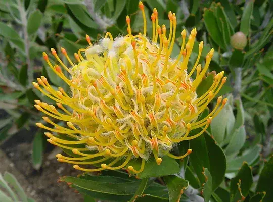 Leucospermum Lorita | Free Freight Option