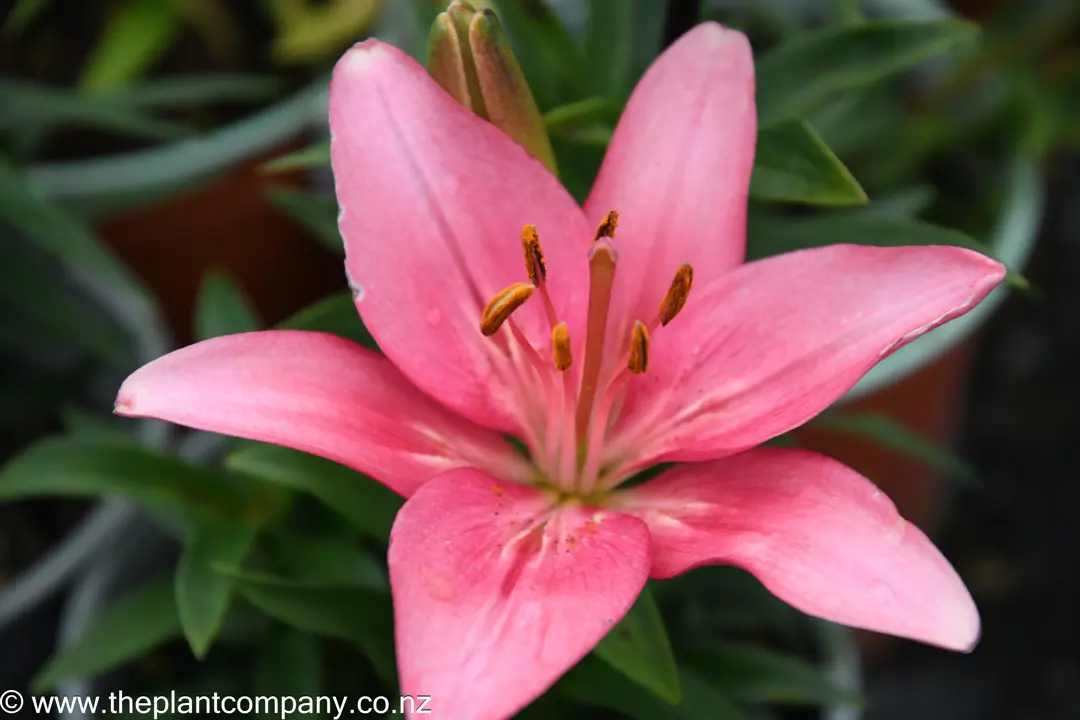 Lilium Lemberg - Asiatic Lily | Free Freight Option