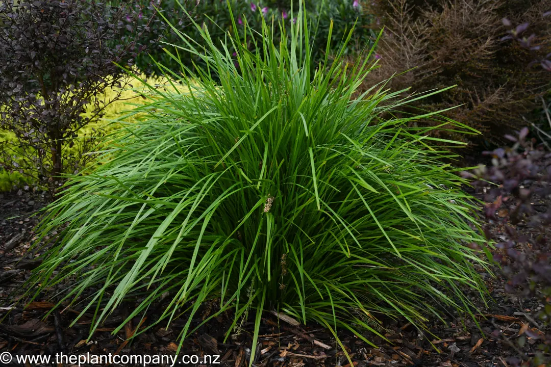 Lomandra Lime Tuff | Free Freight Option