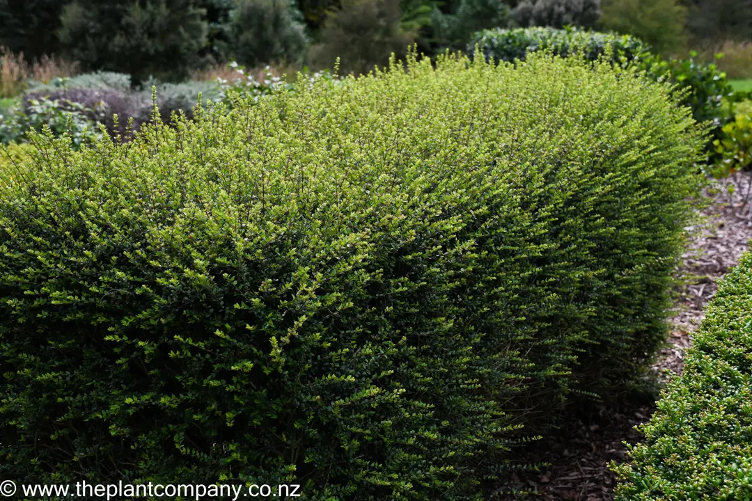 Lonicera nitida | Free Freight Option