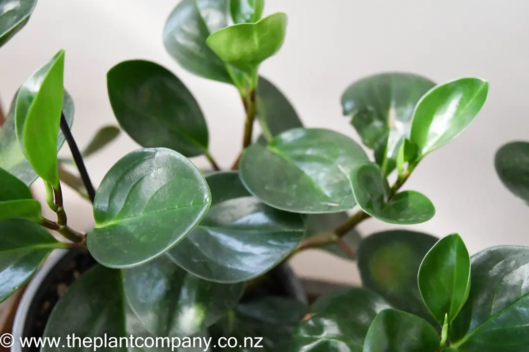 Peperomia Jade - Baby Rubberplant | Free Freight Option