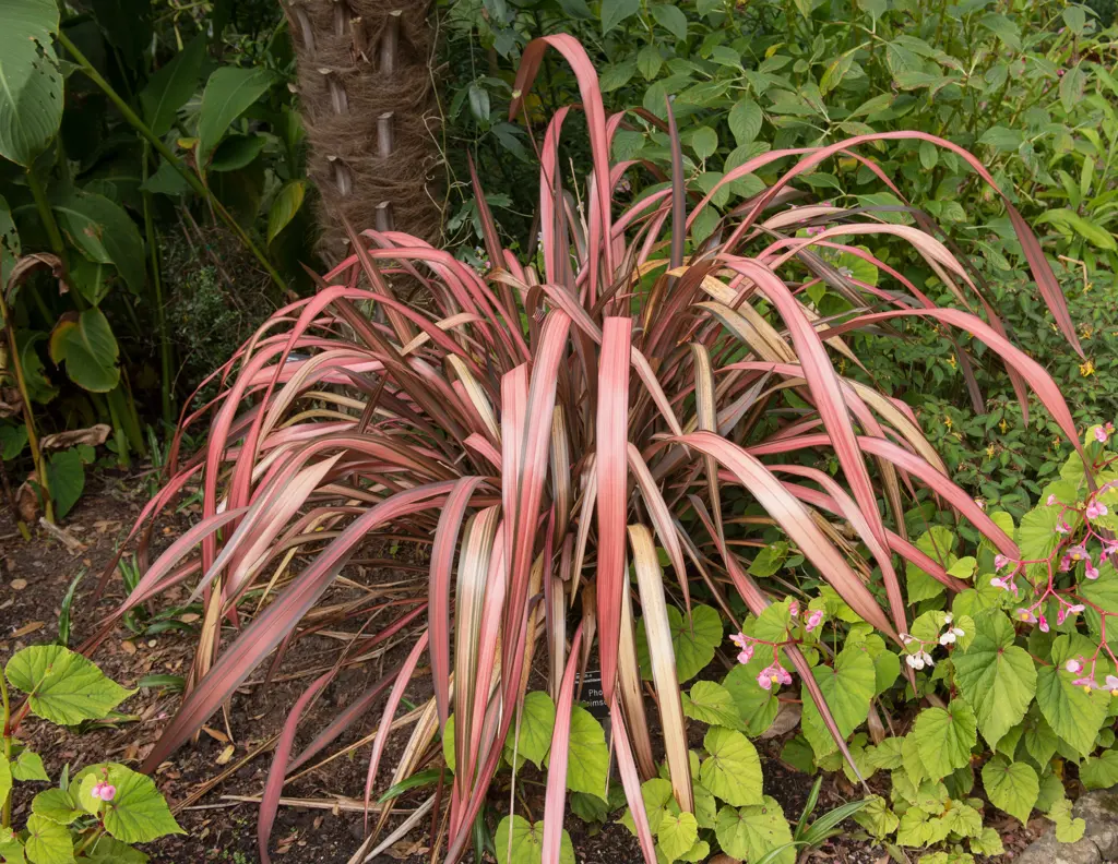 Phormium Crimson Devil | Free Freight Option