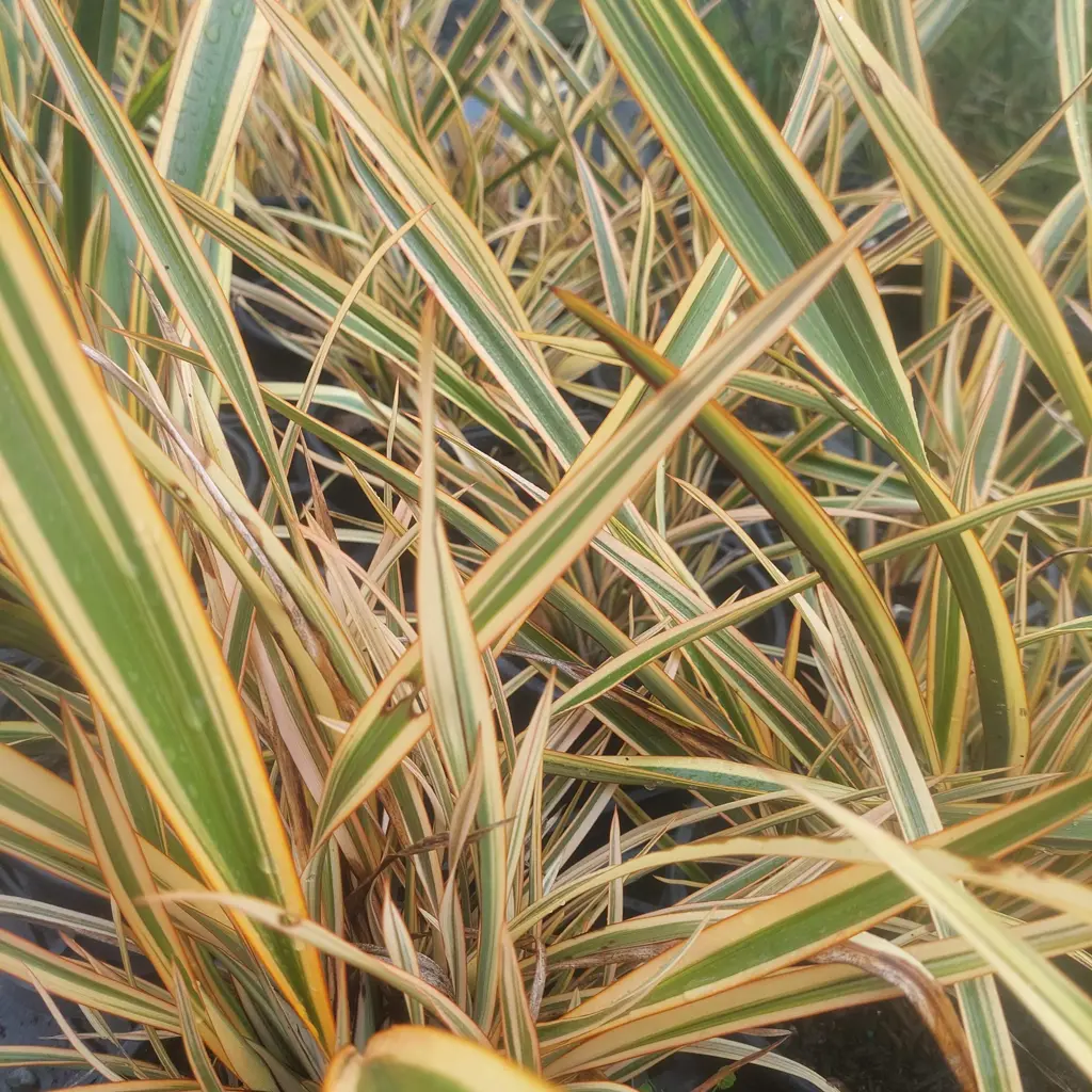 Phormium Golden Ray | Free Freight Option