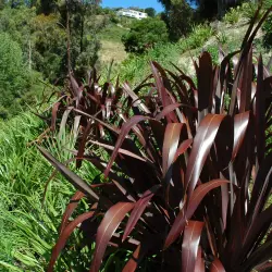 Phormium Majestic Rage | Free Freight Option