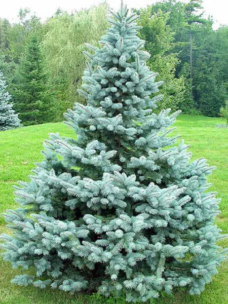 Picea Baby Blue | Free Freight Option