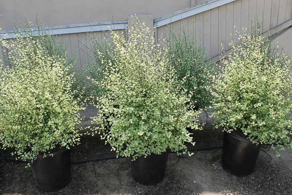Pittosporum 'Silver Sheen' bushy plants in pots.