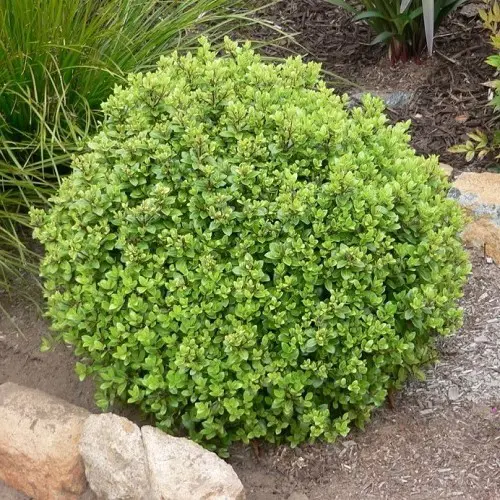 Buy Pittosporum 'Taupo' | Free Freight Over $150