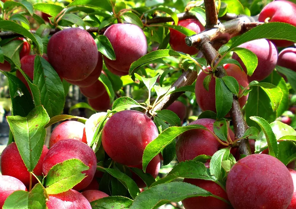 Billington Plum | Free Freight Option