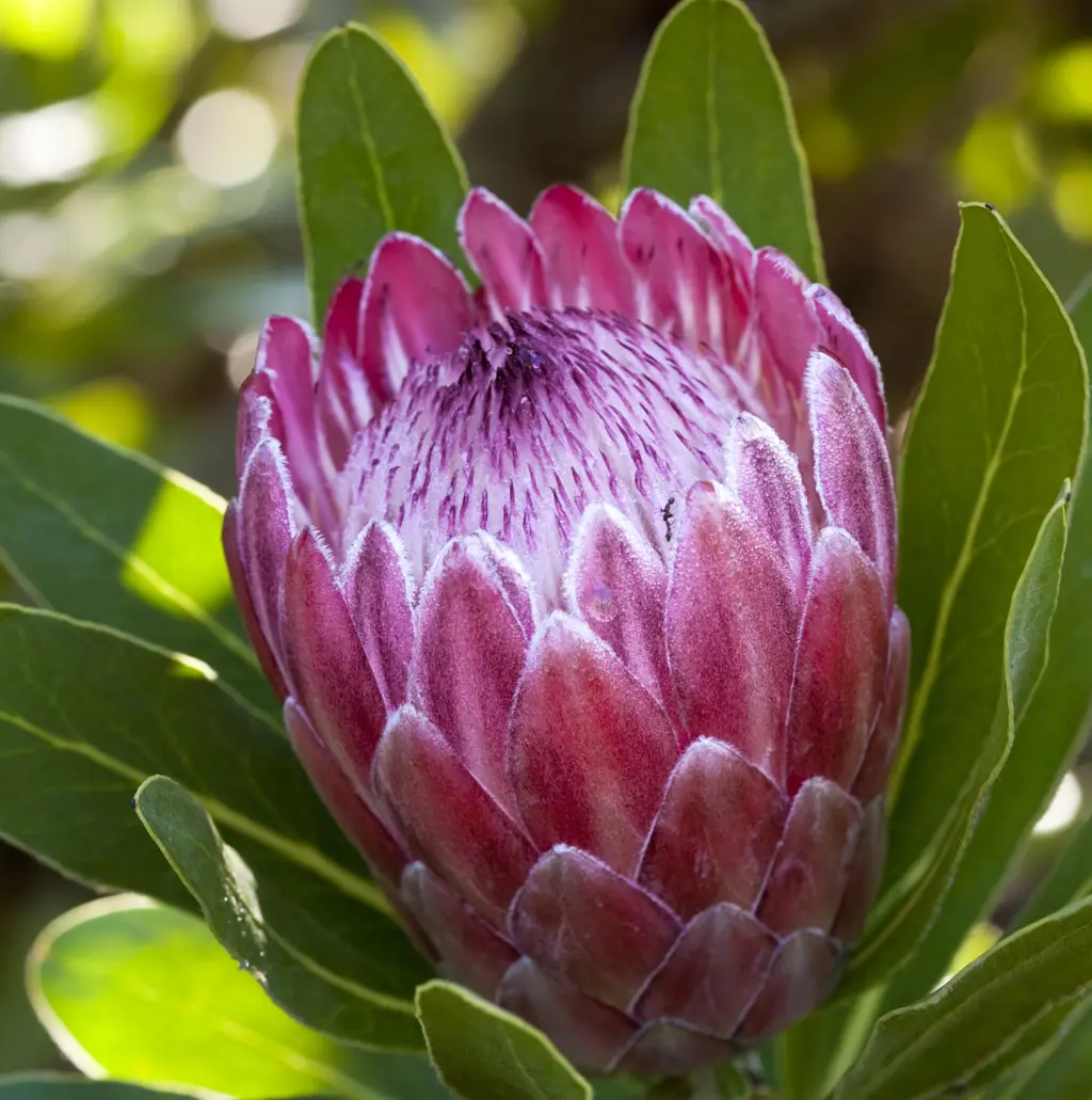 Protea Pink Ice - Pink Ice Protea Plant | Free Freight Option