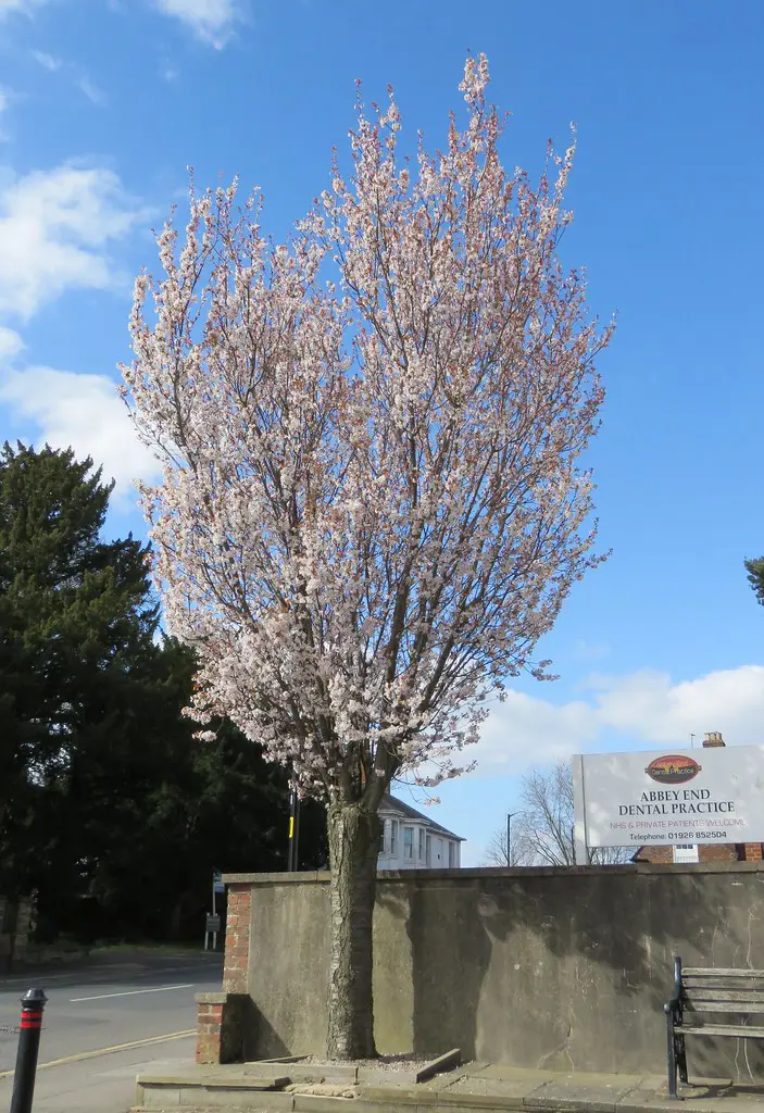 Prunus Spire - Prunus x hillieri Spire | Free Freight Option