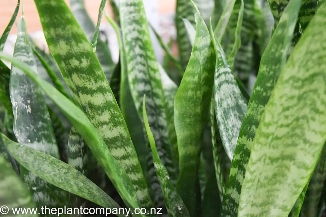 sansevieria-green-1