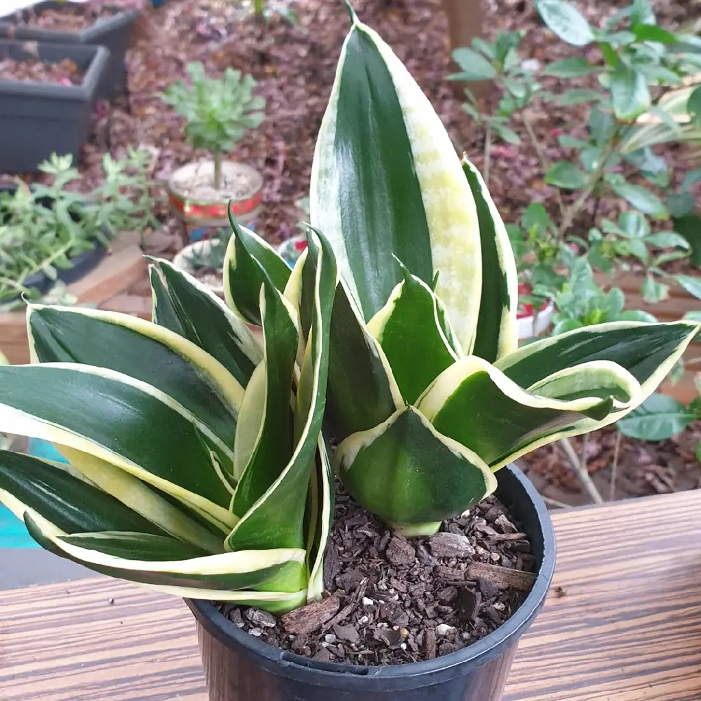 Sansevieria hahnii Jade Marginata plant.