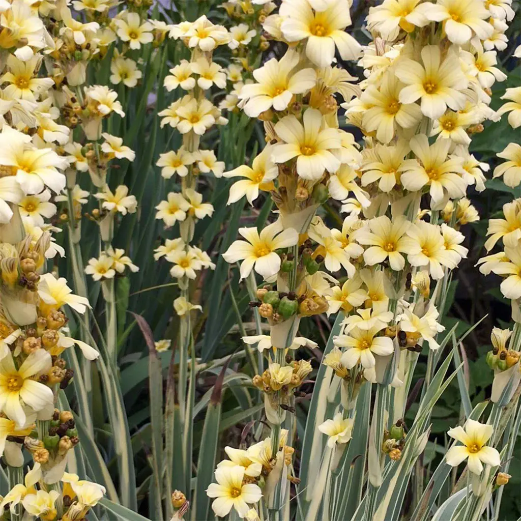 Sisyrinchium striatum variegatum | Free Freight Option