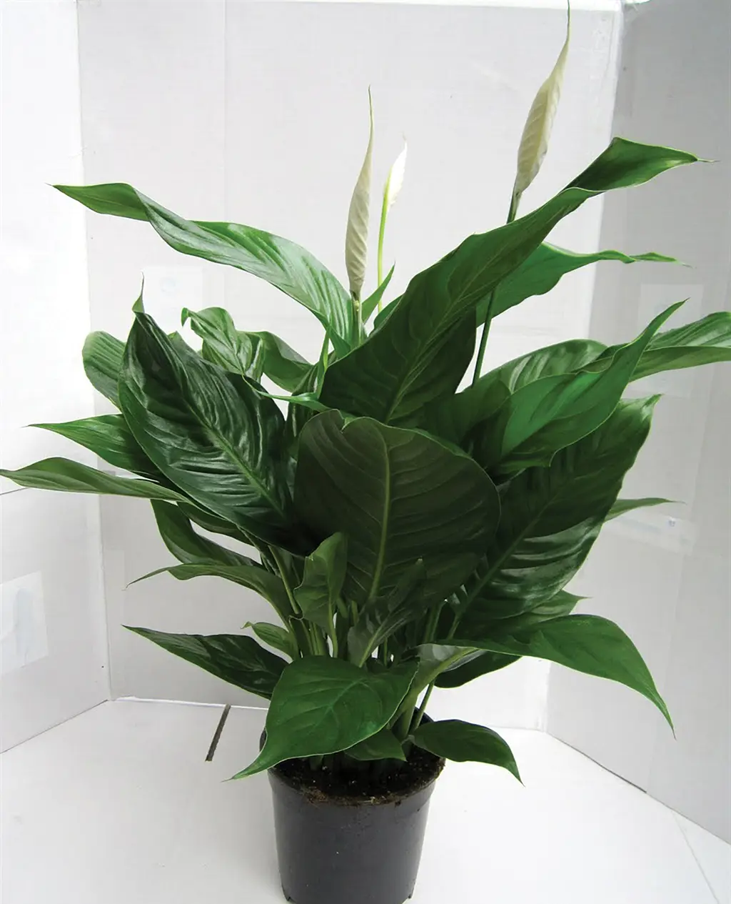 Spathiphyllum Romano | Free Freight Option