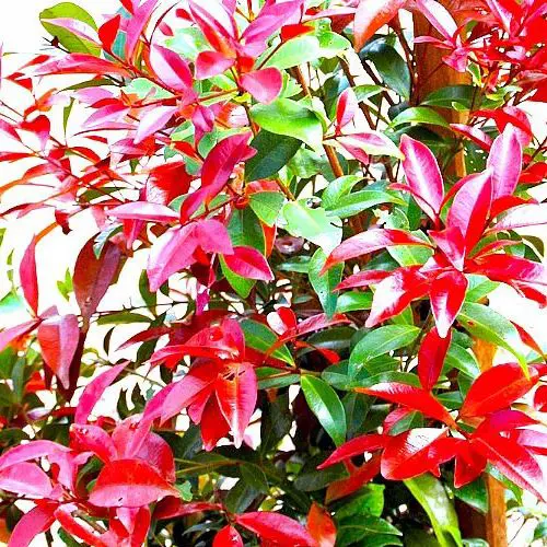 Syzygium Burgundy Glow | Free Freight Option