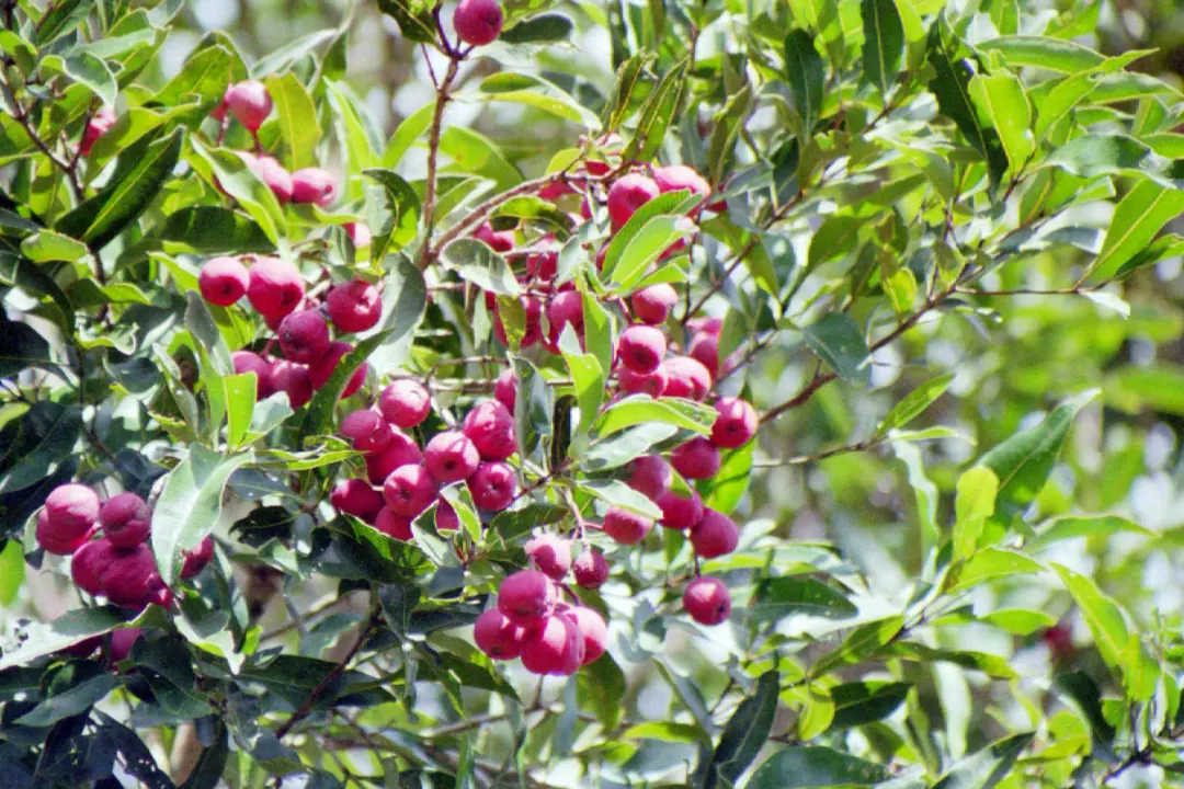 Syzygium smithii | Free Freight Option