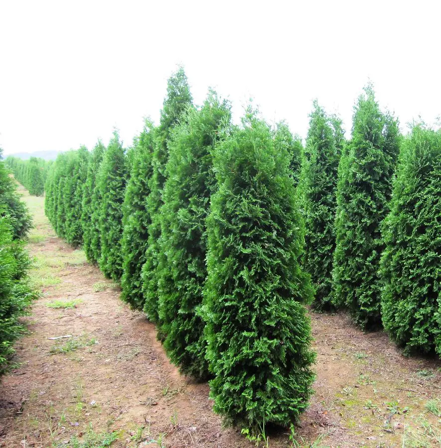 Thuja Pyramidalis | Free Freight Option