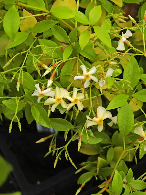 Trachelospermum asiaticum Golden Memories plant with yellow flowers and lush, green foliage.