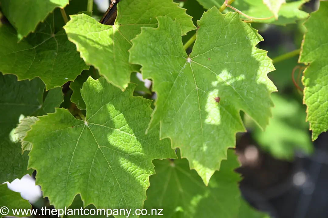 Vitis vinifera - Ornamental Grape Vine | Free Freight Option