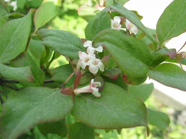 Abelia coreana green leaves and white flowers.