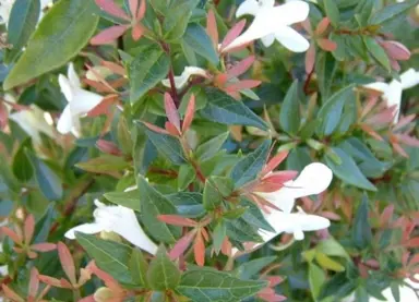 abelia-dwarf-white-