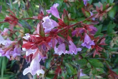 abelia-edward-goucher--3