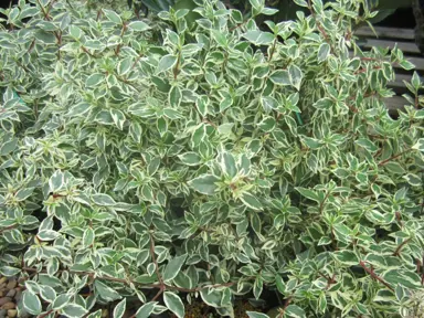 abelia-grandiflora-variegata-