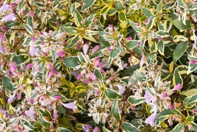 abelia-hopleys--1