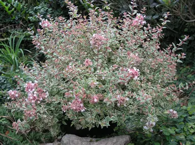 abelia-mardi-gras--1