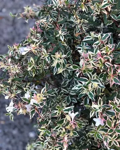 abelia-snow-showers--1