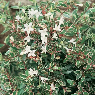 abelia-snow-showers-