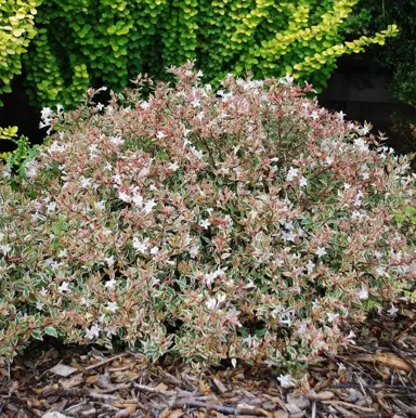 abelia-snowdrift--1