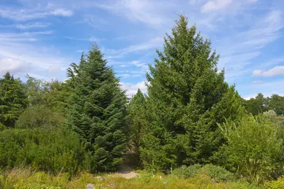 Abies cephalonica trees.