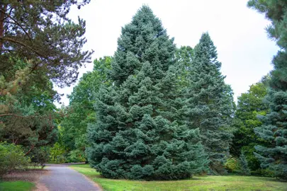 abies-concolor--1