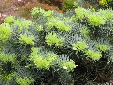 abies-concolor--2