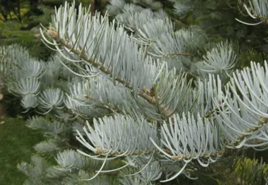 abies-concolor-