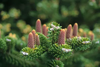 Abies forrestii tree with green needle foliage and small cones.