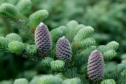 Abies fraseri tree with green foliage and purple-brown cones.