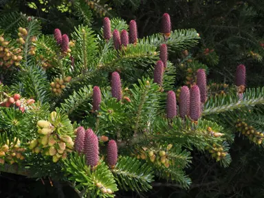 abies-koreana--1