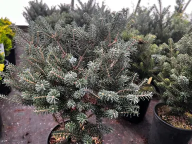 Abies koreana Alpine Star tree with dark green foliage.