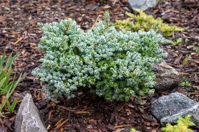 Abies koreana Kohout's Ice Breaker plant.