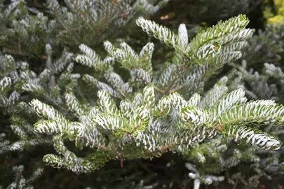 Abies koreana Silver Show silver and dark green needle-like foliage.