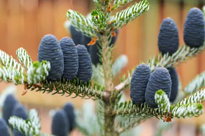 abies-koreana-