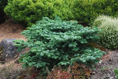 abies-spreading-star-1