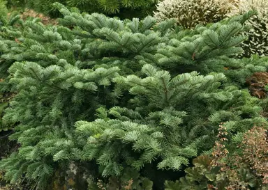 abies-spreading-star-2