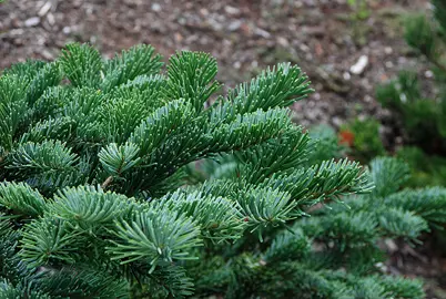 abies-spreading-star-3