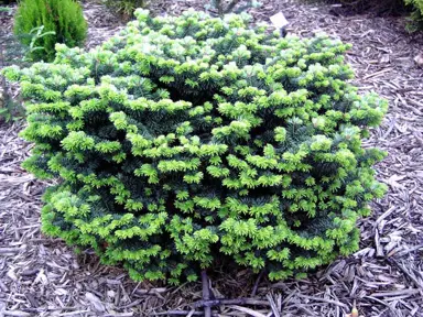 abies-balsamea-nana-