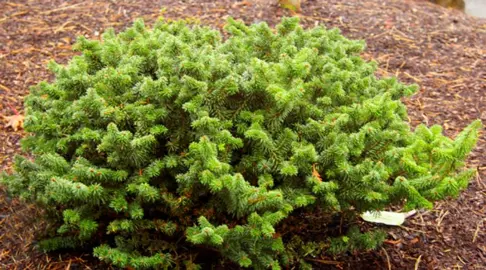 abies-balsamea-nana-2