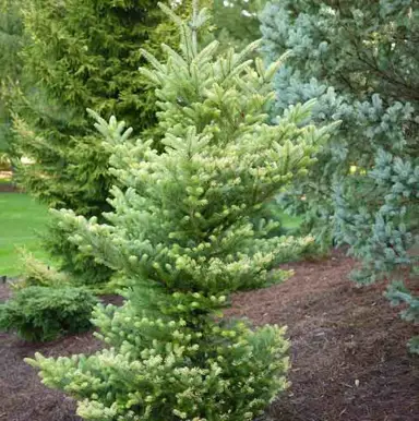 abies-koreana-aurea-