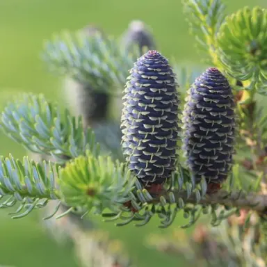 abies-koreana-aurea-1